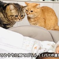 赤ちゃんの様子を伺う2匹のマンチカン