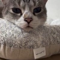 カメラ目線の猫