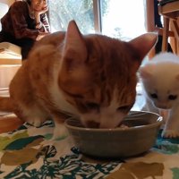 子猫が食べているごはんが気になる赤ちゃん猫