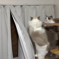 タワーから落ちそうな猫とタワーにいる猫2