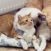 マンチカンを毛繕いするラグドール