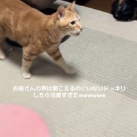 走り出す猫