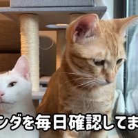窓際に座っている2匹の猫