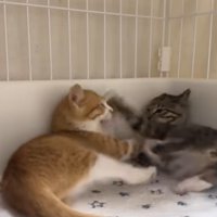 取っ組み合いをしている2匹の子猫
