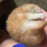 人の手のひらの上の猫