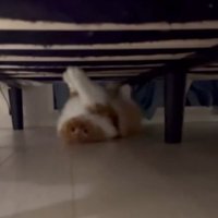 ベッド下にいる猫