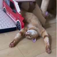 仰向けで寝ている猫
