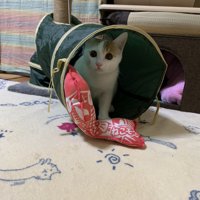 トンネルの中から飼い主を見つめる子猫