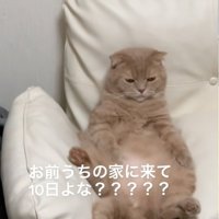 尻尾を振る猫2
