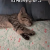 寝転がる猫
