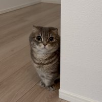 じっと見つめて待っているマンチカン