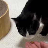 おやつを嗅ぐ猫