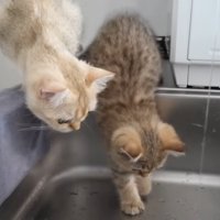 勇気をもらった子猫