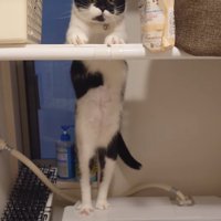 見つめる猫