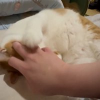 飼い主の手をつかむ猫