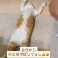 手足を伸ばしたまま静止する猫