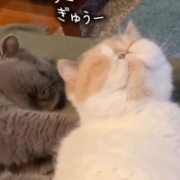 横になって白茶猫の背中を押す猫（ぎゅーぎゅー）