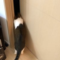 2足立ちする後ろ姿