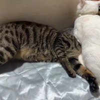猫に頭をはさまれて身をよじる猫