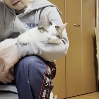 膝の上でくつろぐ猫の写真10