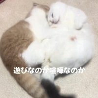 じゃれる2匹の猫
