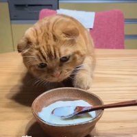 ヨーグルトに近づく猫