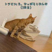 驚いている猫