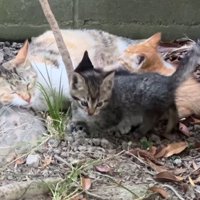 庭で過ごす母子猫