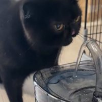 水を飲み終わって満足そうな黒猫