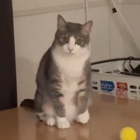 座り方を変える猫