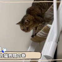 はしごを降りるみにらくん