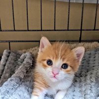 ケージの中にいる子猫