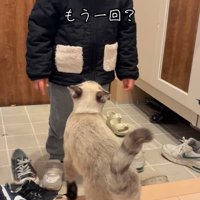 女の子を向く猫