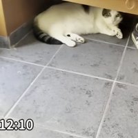 玄関にいる猫