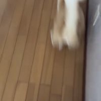 飼い主さんの前を走る茶白猫