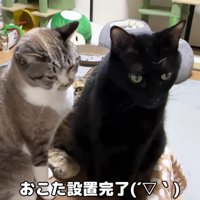 こたつ設置完了