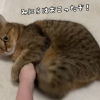 飼い主の腕にけりけりするミヌエット