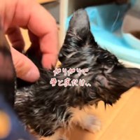 ガリガリの子猫