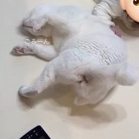 赤ちゃんのそばに寝転がる猫
