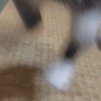 ジャンプする子猫