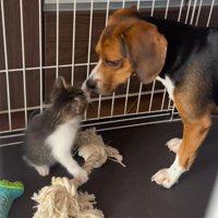 犬に猫パンチする子猫