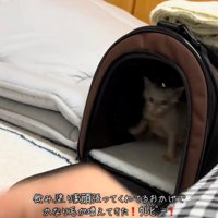ケースの中に戻る猫