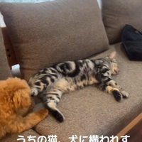 構う気がない猫