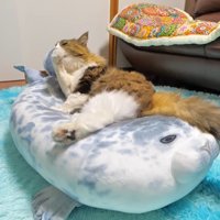 毛づくろい