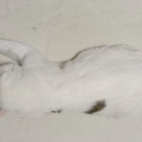 うつ伏せの猫