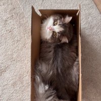 箱に入っている猫
