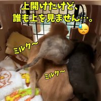 子猫たちの後ろ姿