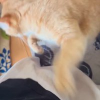 飼い主の足から離れる猫
