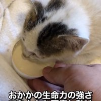 ごはんを食べる子猫