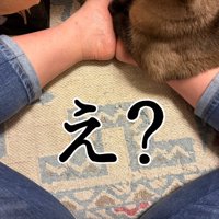 足をひじ置きにする猫